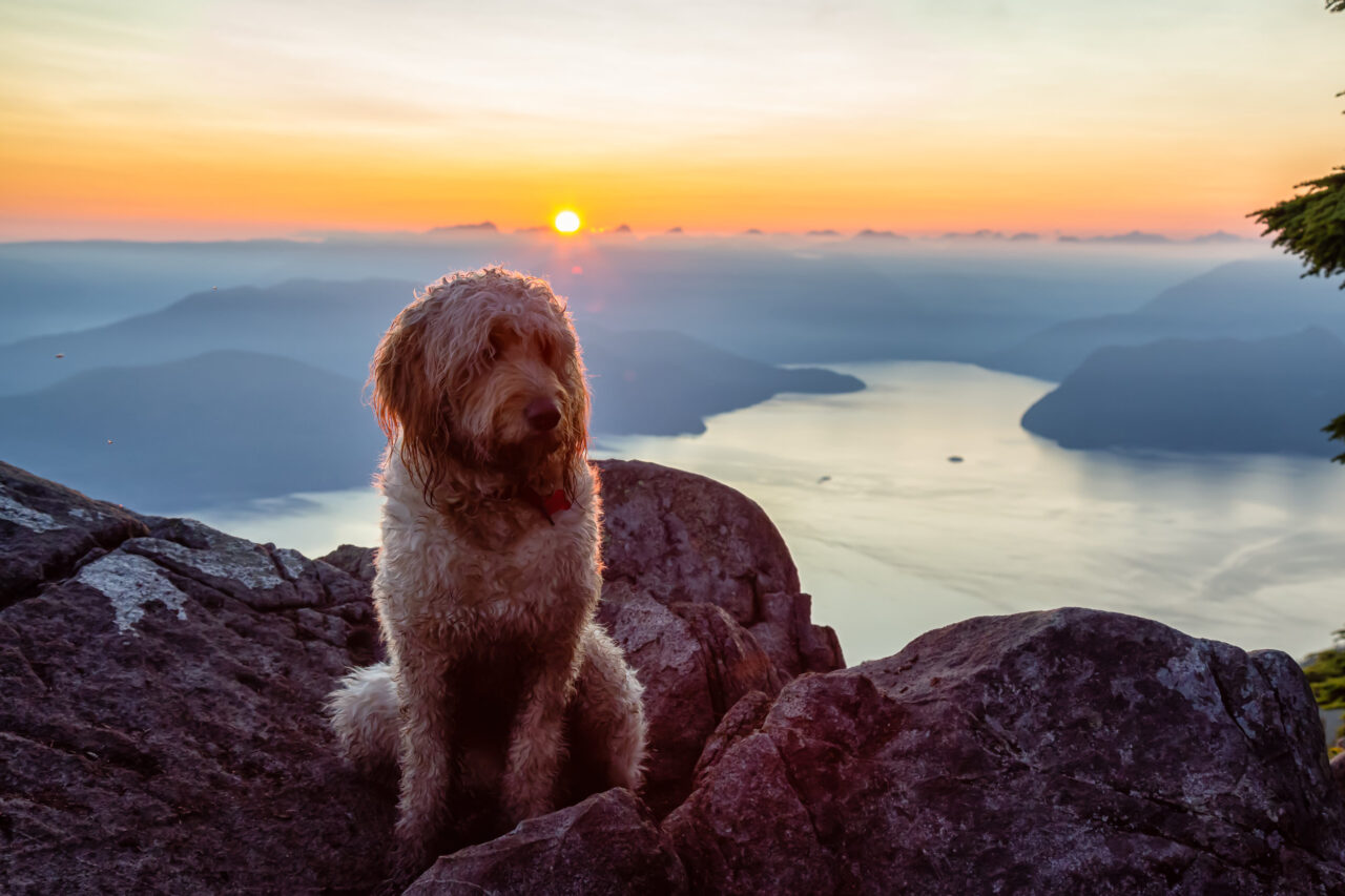 Do Goldendoodles Get Big?