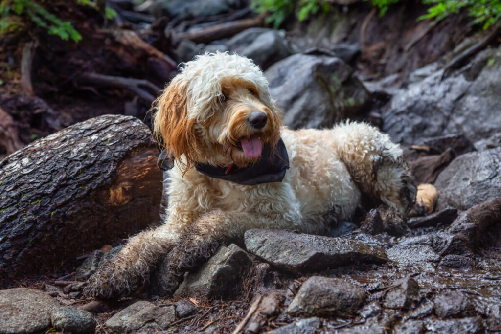 Do Goldendoodles Require A Lot Of Grooming? 3