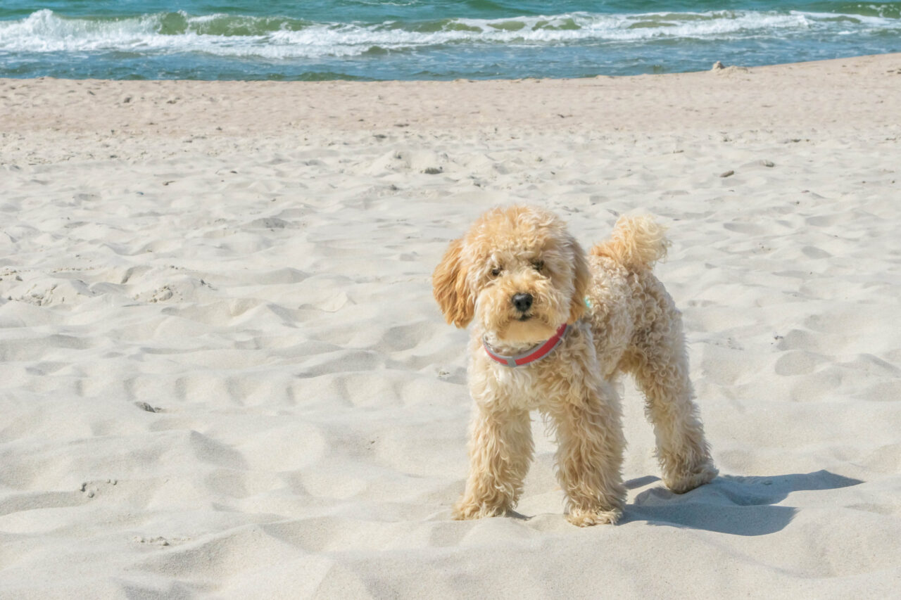 Do Mini Goldendoodles Destroy Things? 1