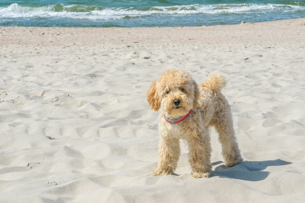 Do Goldendoodle Puppies Shed More Than Adults? (Oh Boy!) 1 Do Goldendoodle Puppies Shed More Than Adults? (Oh Boy!) 1