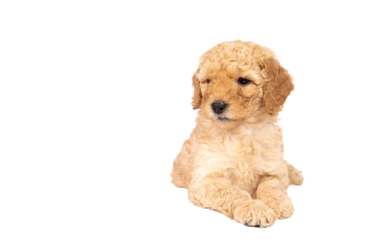 What Is The Lifespan Of A Mini Goldendoodle? 3