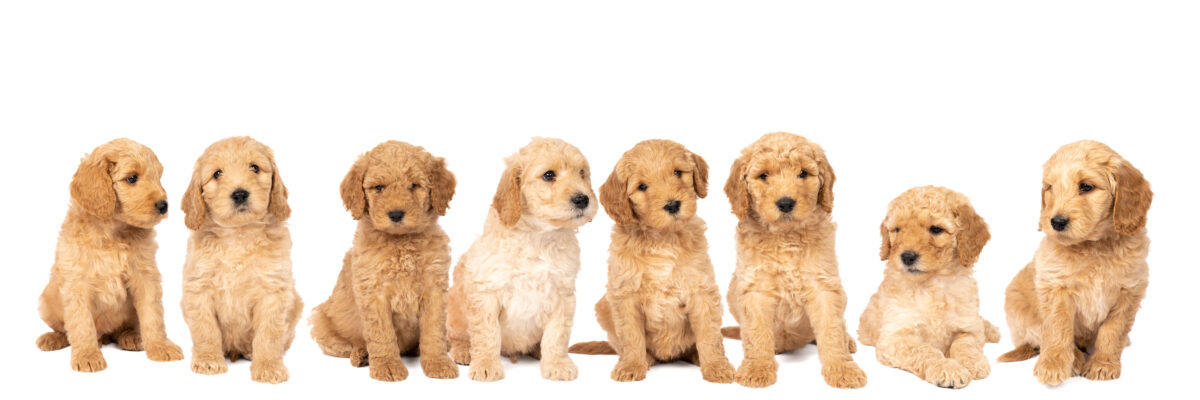 what is the lifespan of a goldendoodle