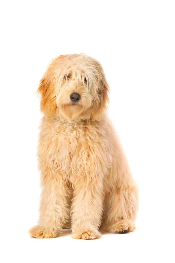 Do Goldendoodles Shed More In Summer? [Answered!] 2
