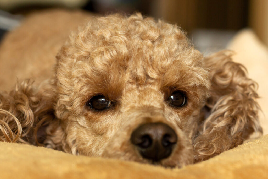 Do Goldendoodles Chew Furniture?