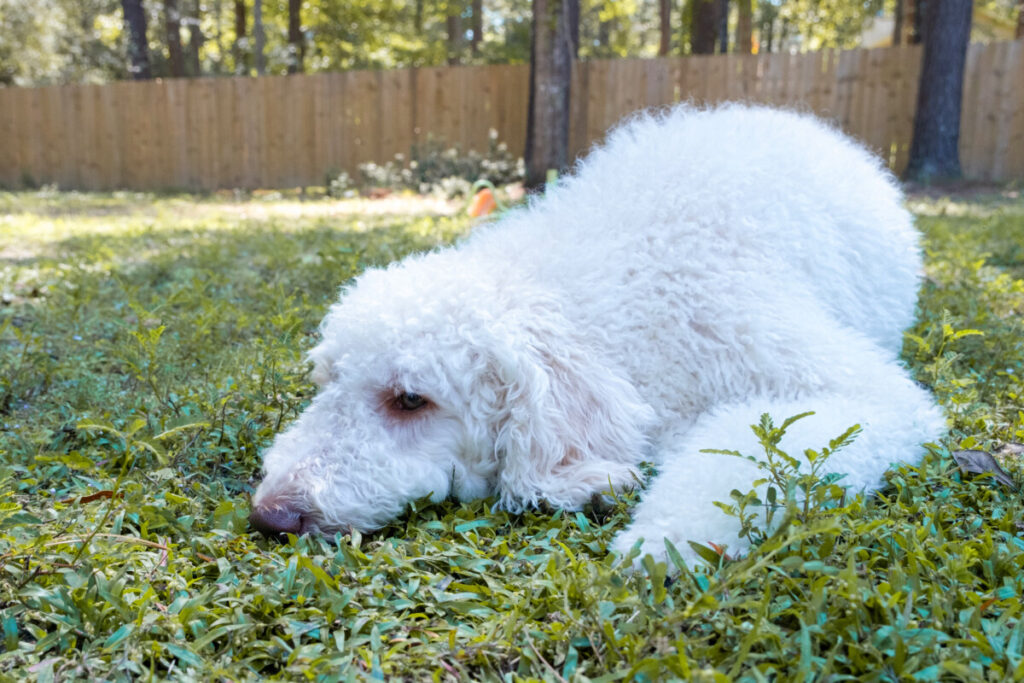 Do Goldendoodles Have Health Issues