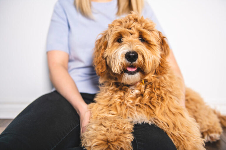 Do Goldendoodles Shed More In Summer? [Answered!]