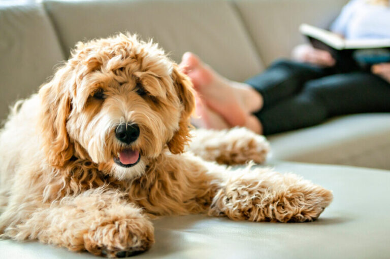 Why Is My Goldendoodle Not Cuddly?