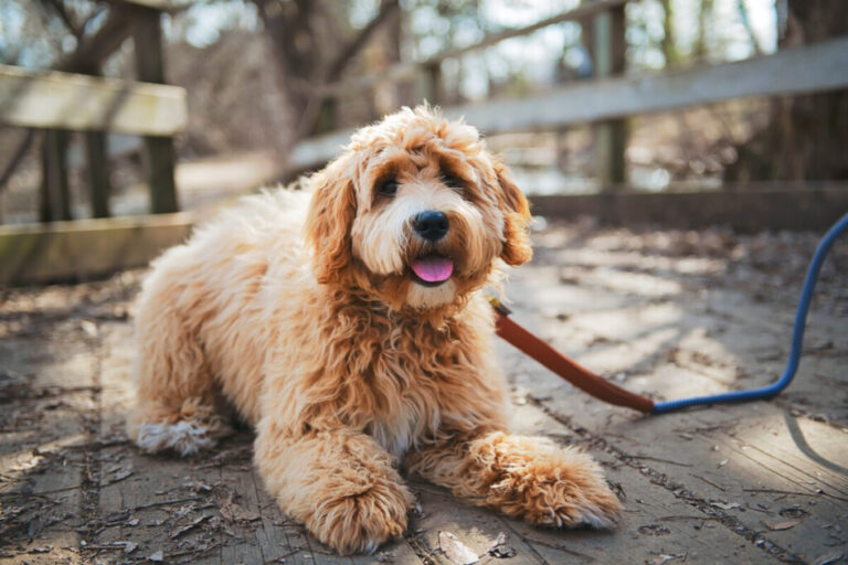 How Do I Know If My Goldendoodle Is Overweight? (Consider This)