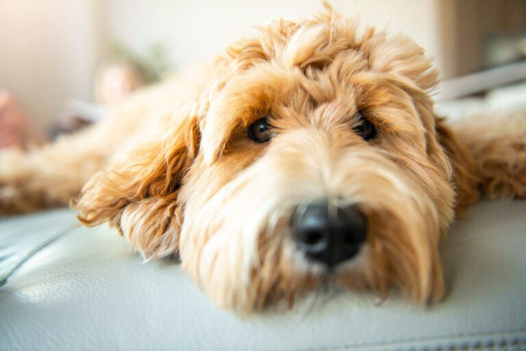 Can Goldendoodles Stay Home Alone? (Do This First!)