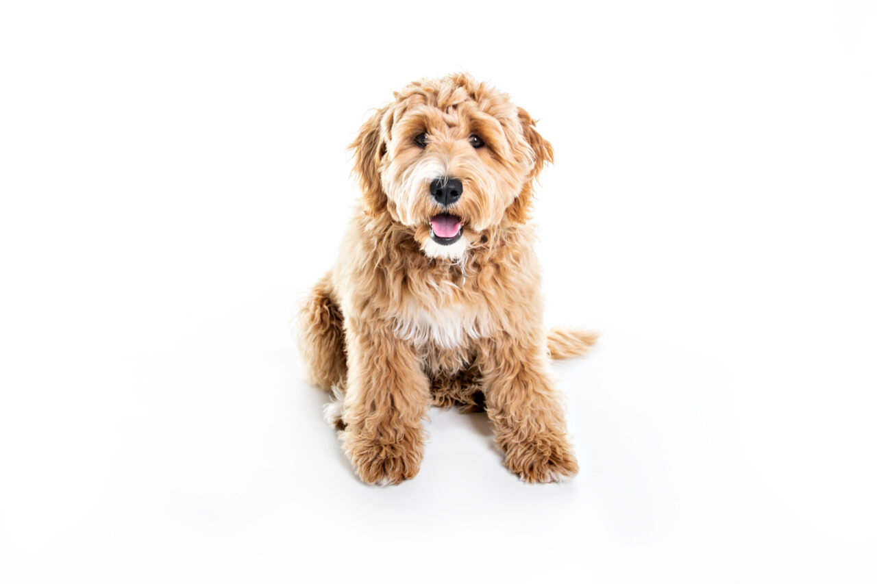 At What Age Is A Standard Goldendoodle Full Grown?
