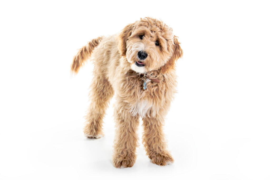 do-mini-goldendoodles-have-separation-anxiety-goldendoodle-advice