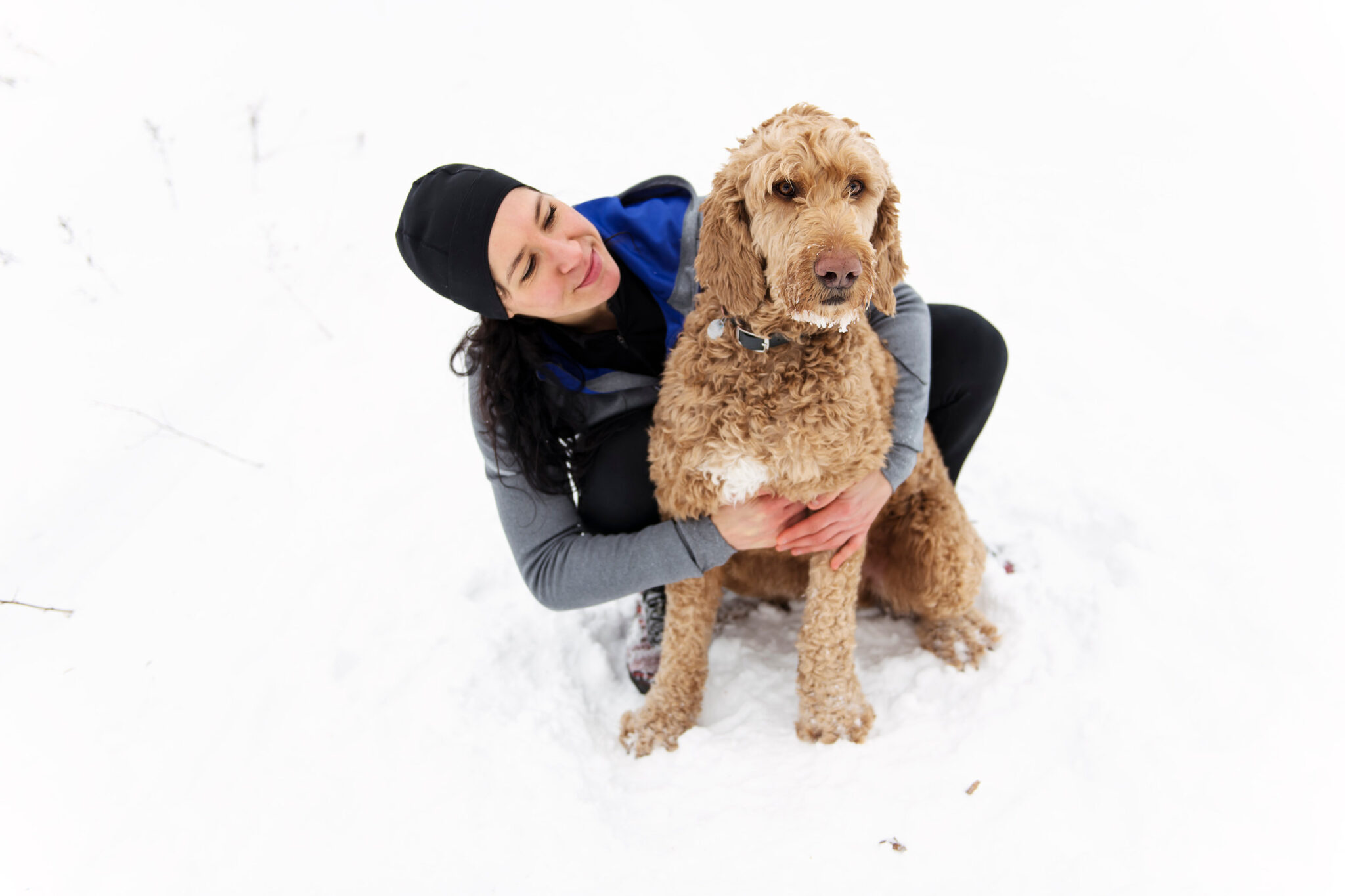Do Goldendoodles Need Winter Coats? Goldendoodle Advice