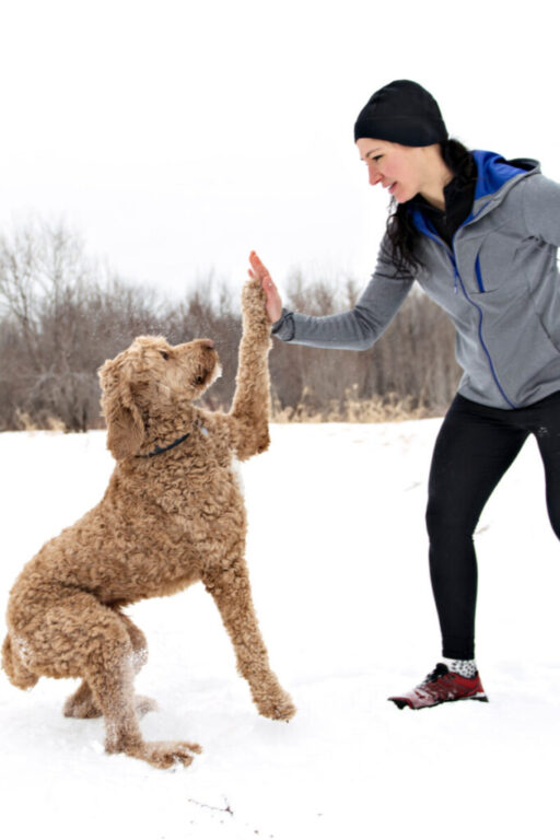 Can Goldendoodles Run With You? Goldendoodle Advice