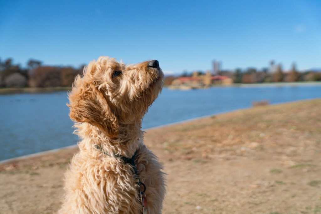 Goldendoodle Health Issues: What Do Most Goldendoodles Die From? 7