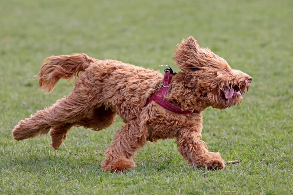 Do Goldendoodles Like To Run? 2