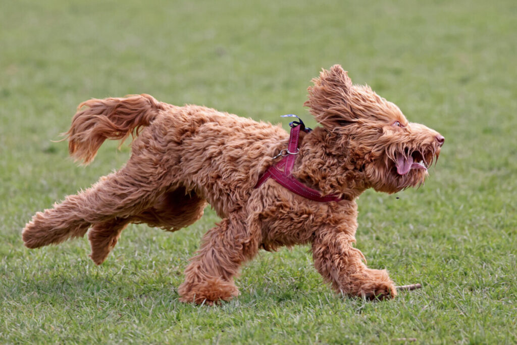 What is the Average Life Expectancy of a Mini Goldendoodle