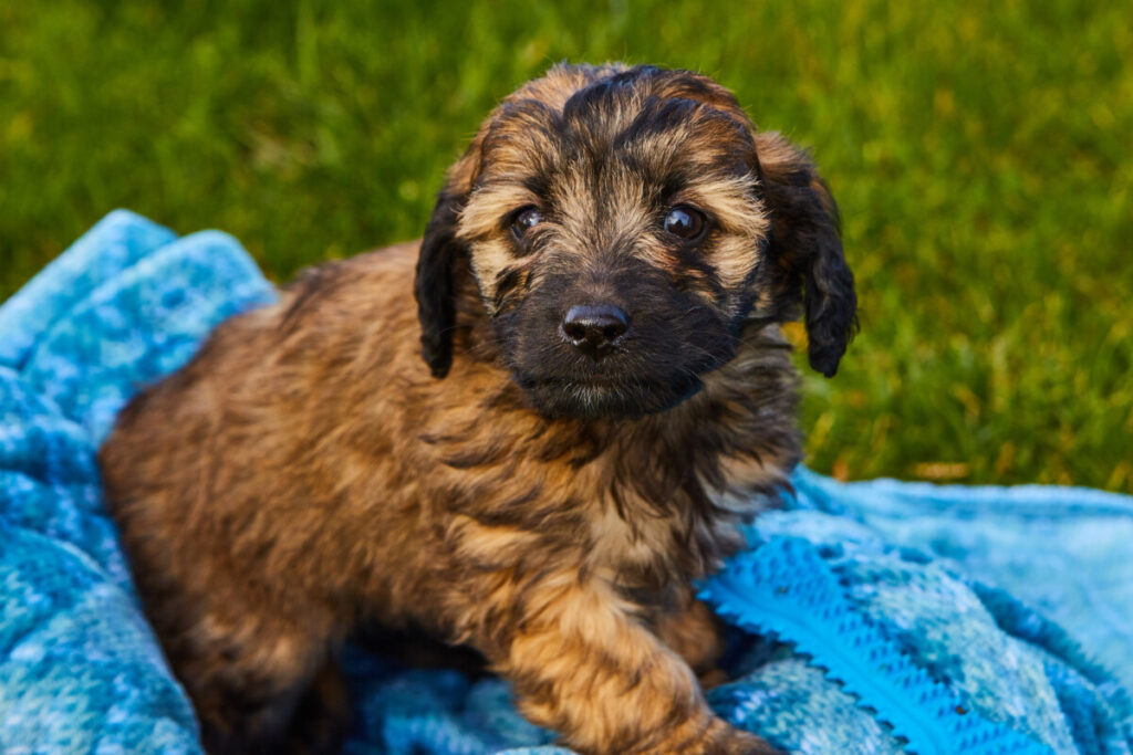 Do Black Goldendoodles Change Color?