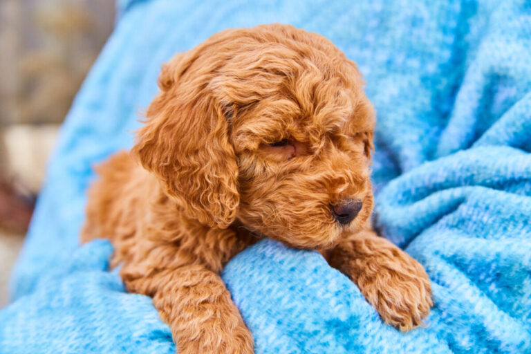 Why Are Mini Goldendoodles So Expensive?