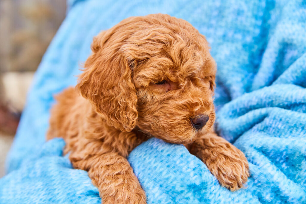 Why Are Mini Goldendoodles So Expensive? 1