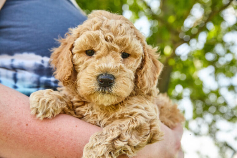 How Much Do Mini Goldendoodles Weigh? A Mini Goldendoodle Weight Guide