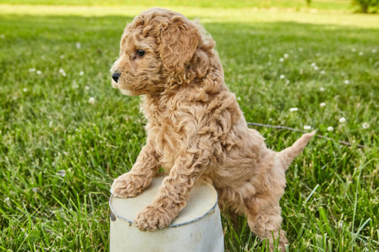 Are Mini Goldendoodles High Energy?