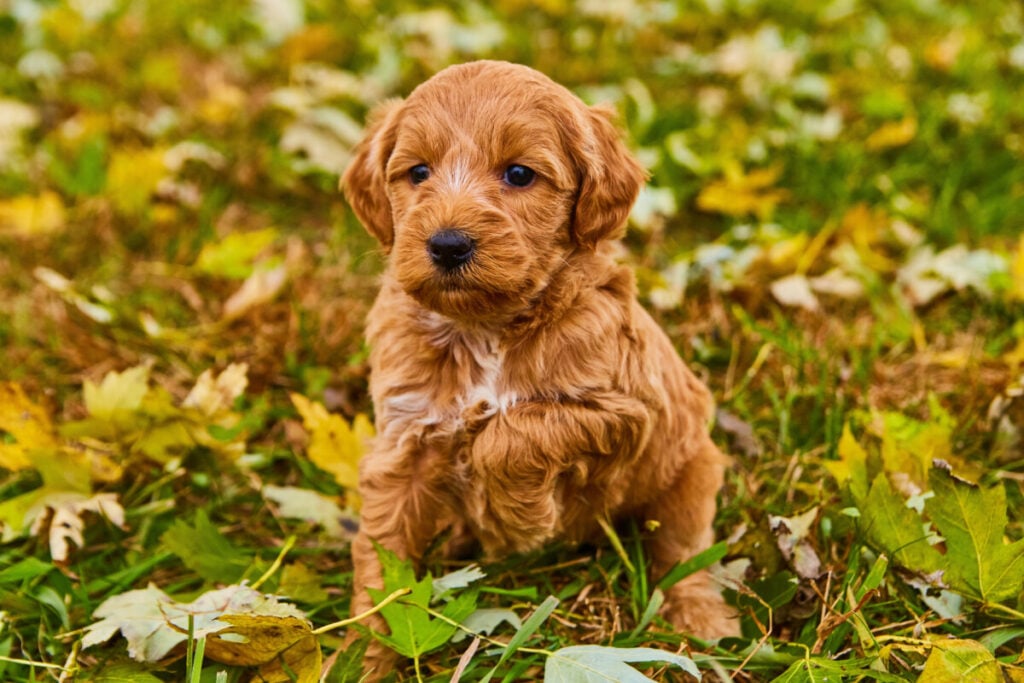 Are Mini Goldendoodles Good Dogs? 1