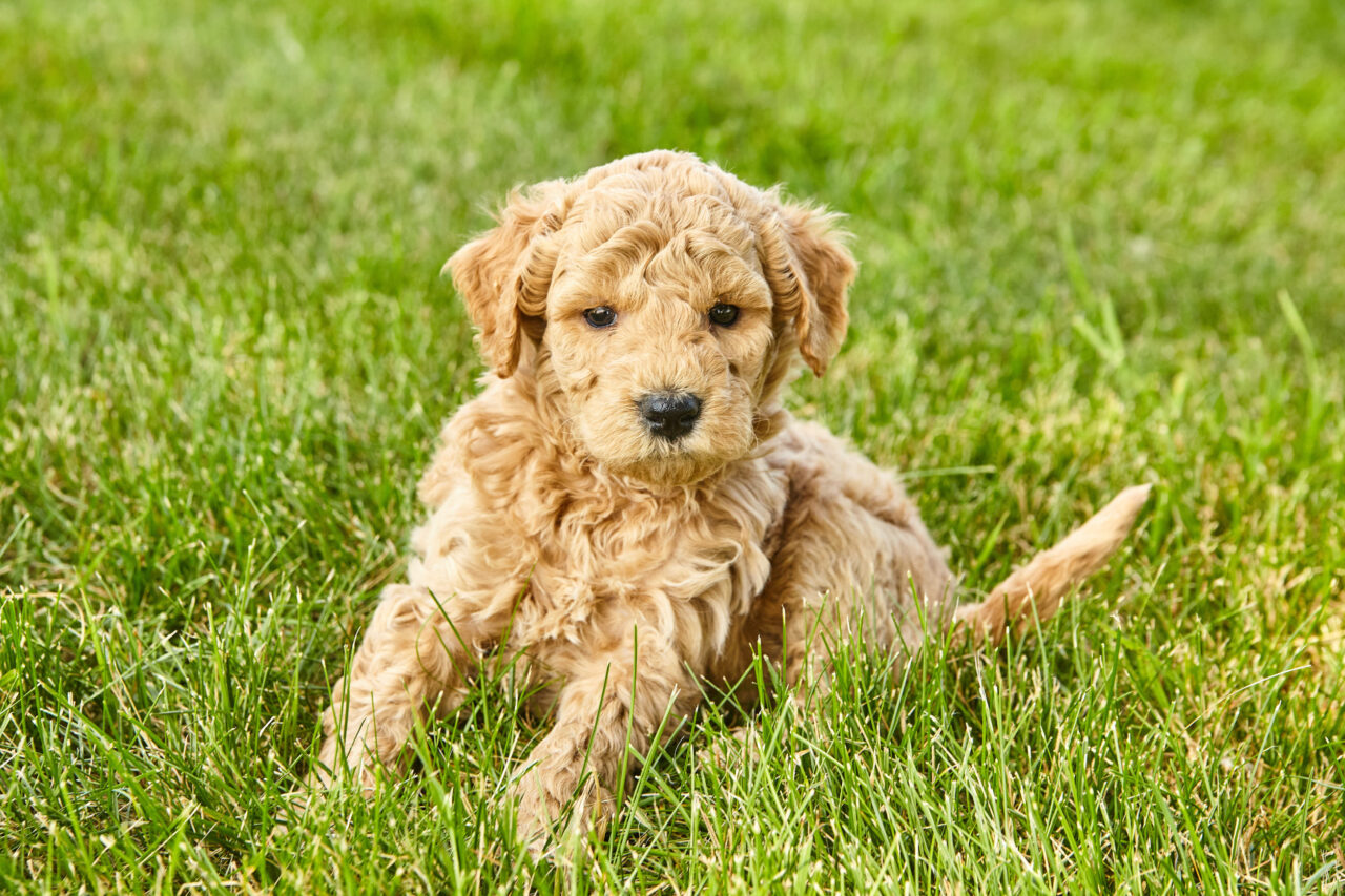 How Much Is A Mini English Goldendoodle? 1
