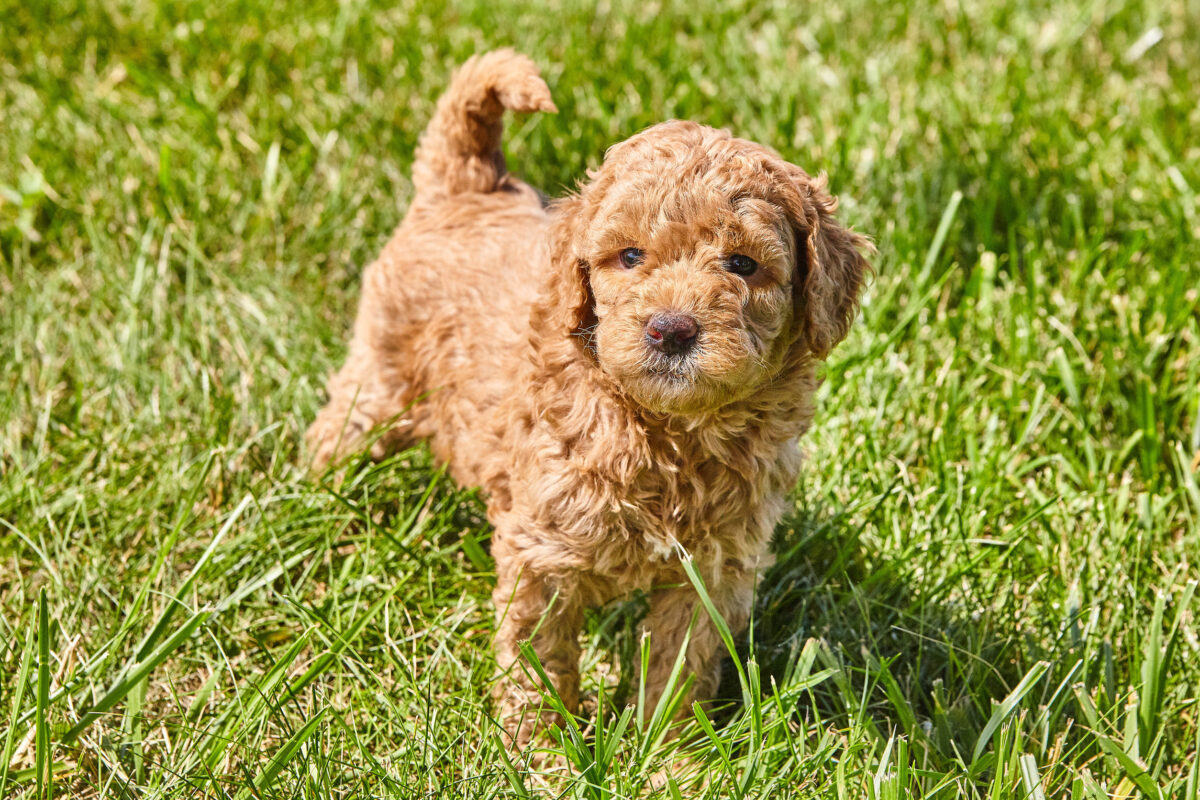 What Color Will My Goldendoodle Puppy Be? 1