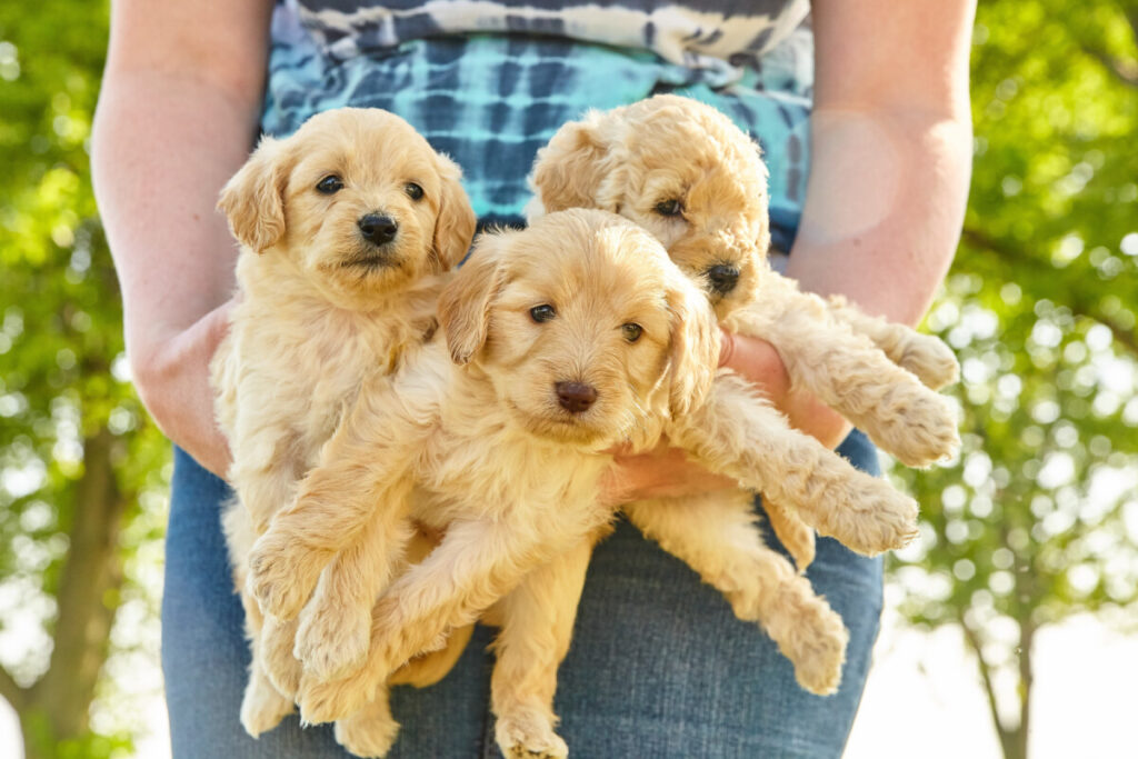 Do Mini Goldendoodles Like To Cuddle? 2