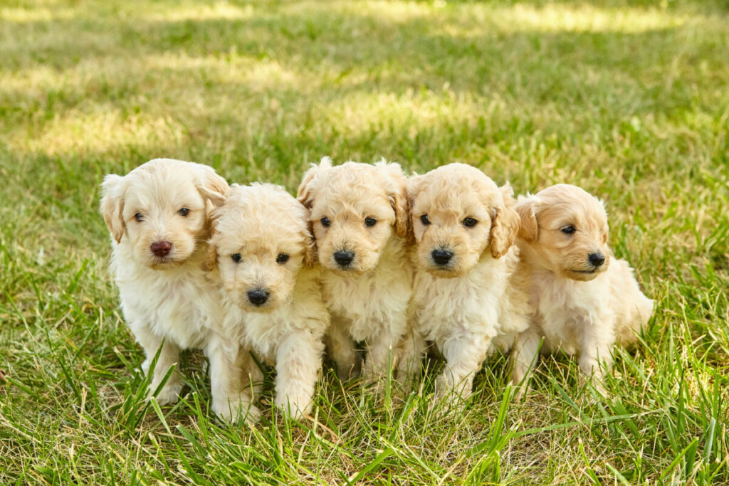 How Long Can A Mini Goldendoodle Hold Its Bladder?