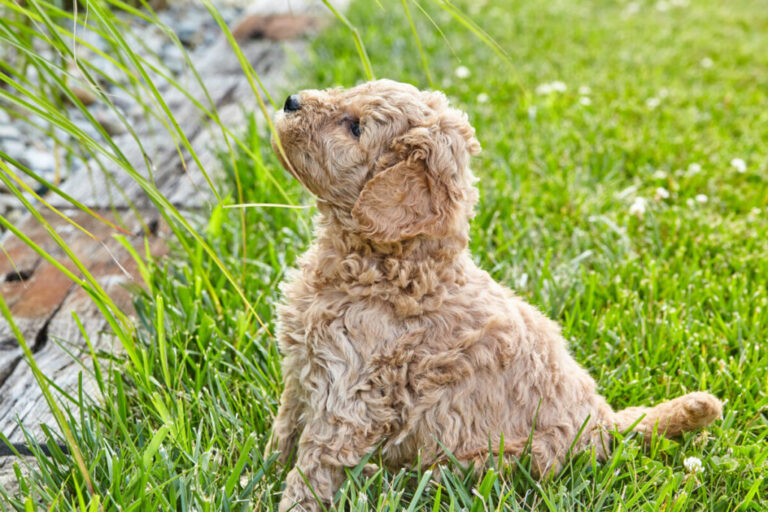 Mini Goldendoodle Weight Guidelines: How Much Do Mini Goldendoodles ...