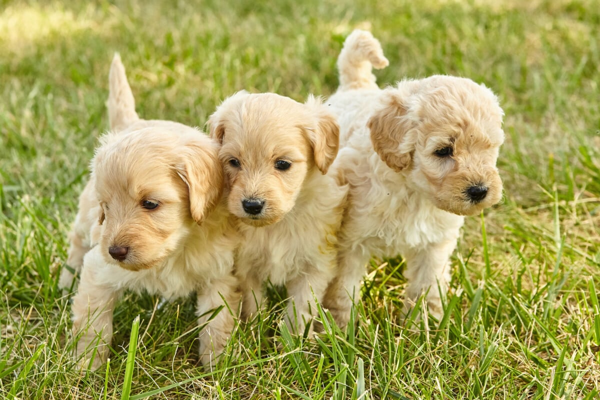 Are Mini Goldendoodles Friendly?