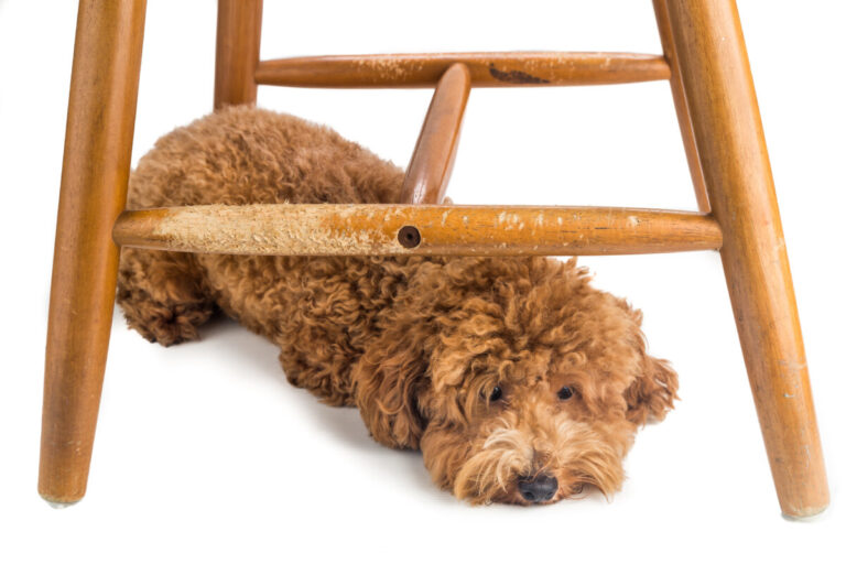 Do Goldendoodles Chew Furniture?