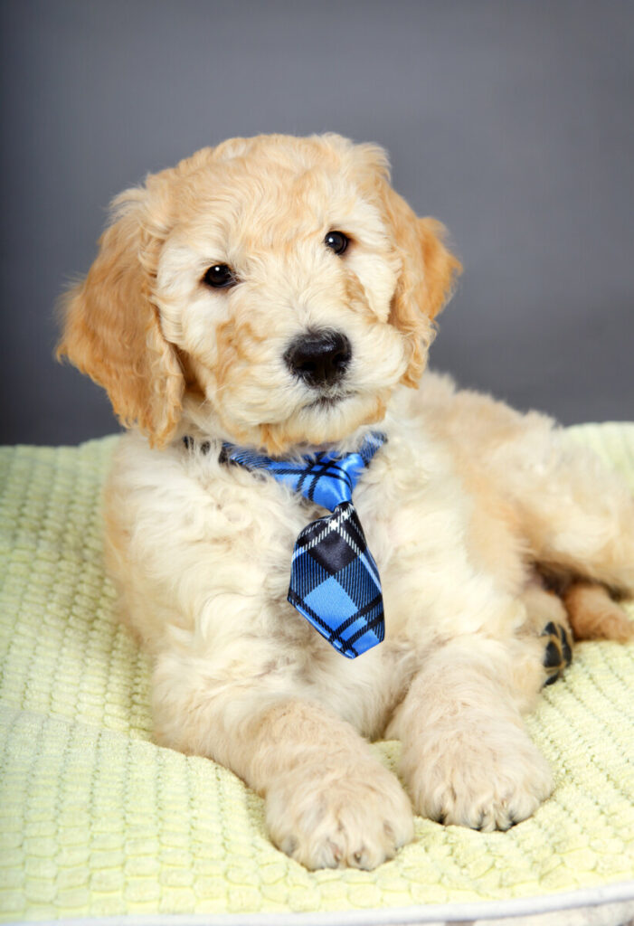 What Does F1B Mini Goldendoodle Mean? 2