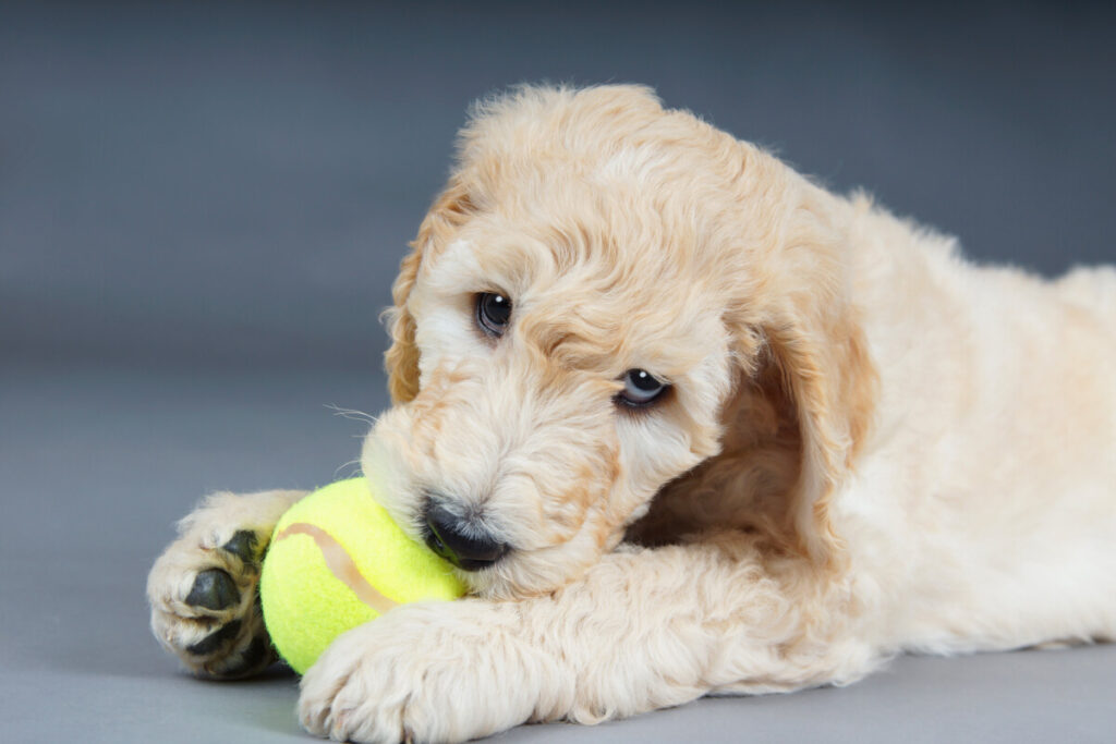 What Does A Mini Goldendoodle Cost? 2