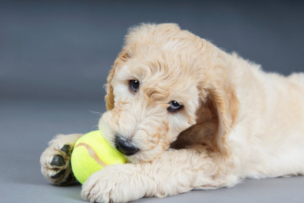 What Does A Mini Goldendoodle Cost? 3