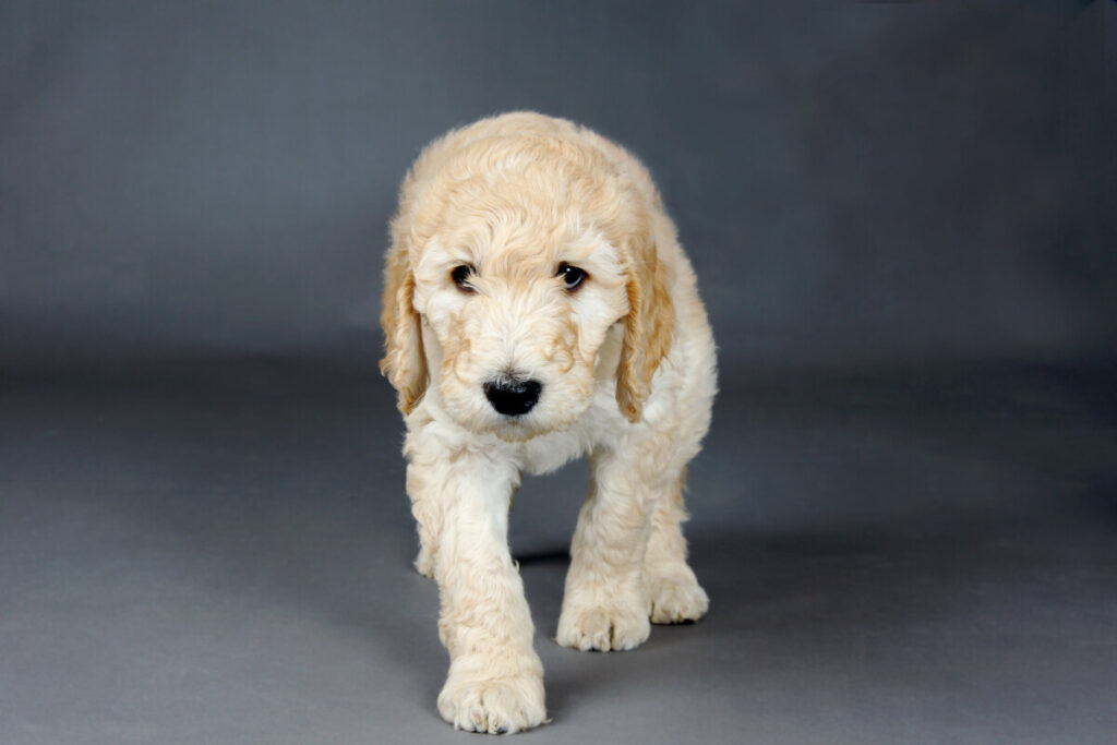 What Is F1B Mini Goldendoodle? 3