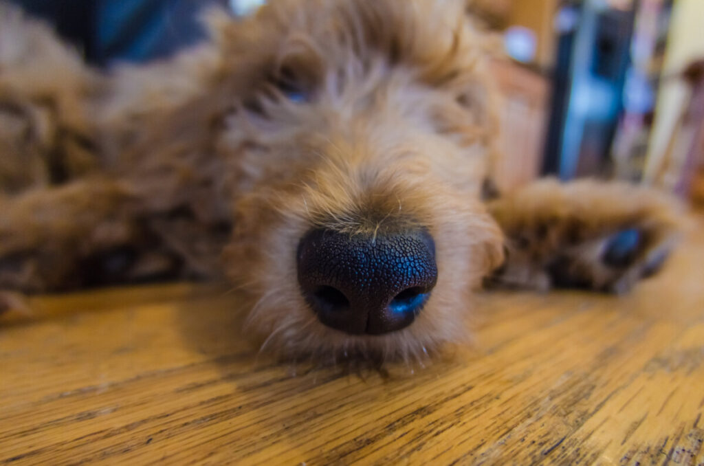 Do Goldendoodles Have Whiskers? 3