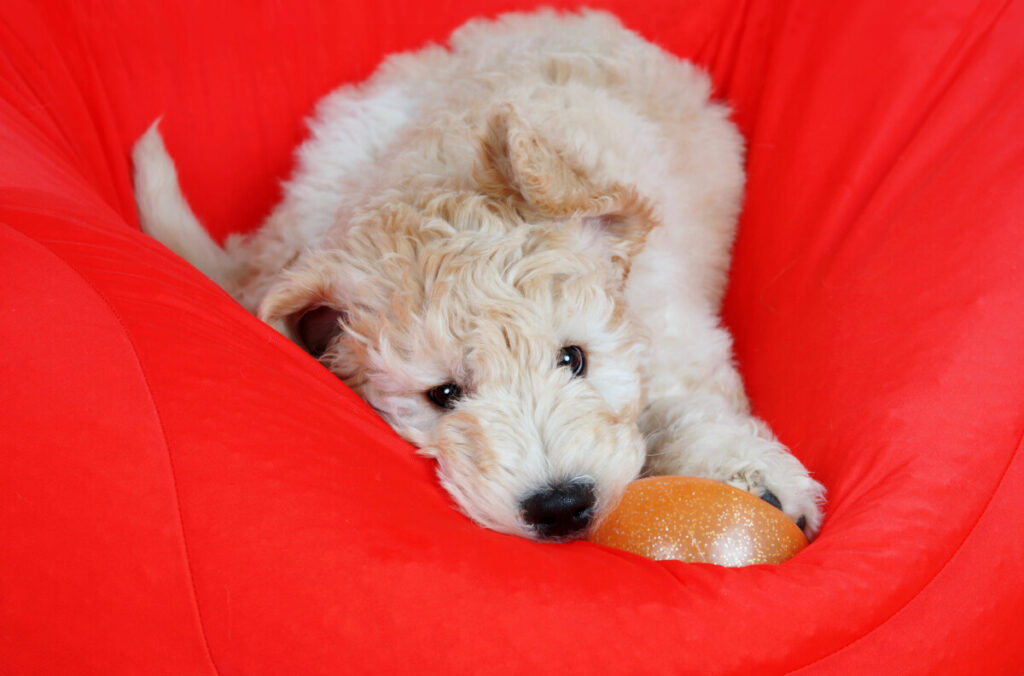 Are Mini Goldendoodles Calm?