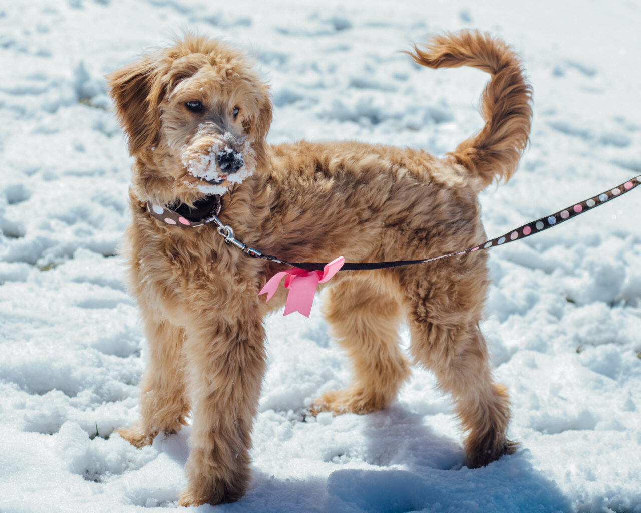 Do Goldendoodles Need Winter Coats? 2