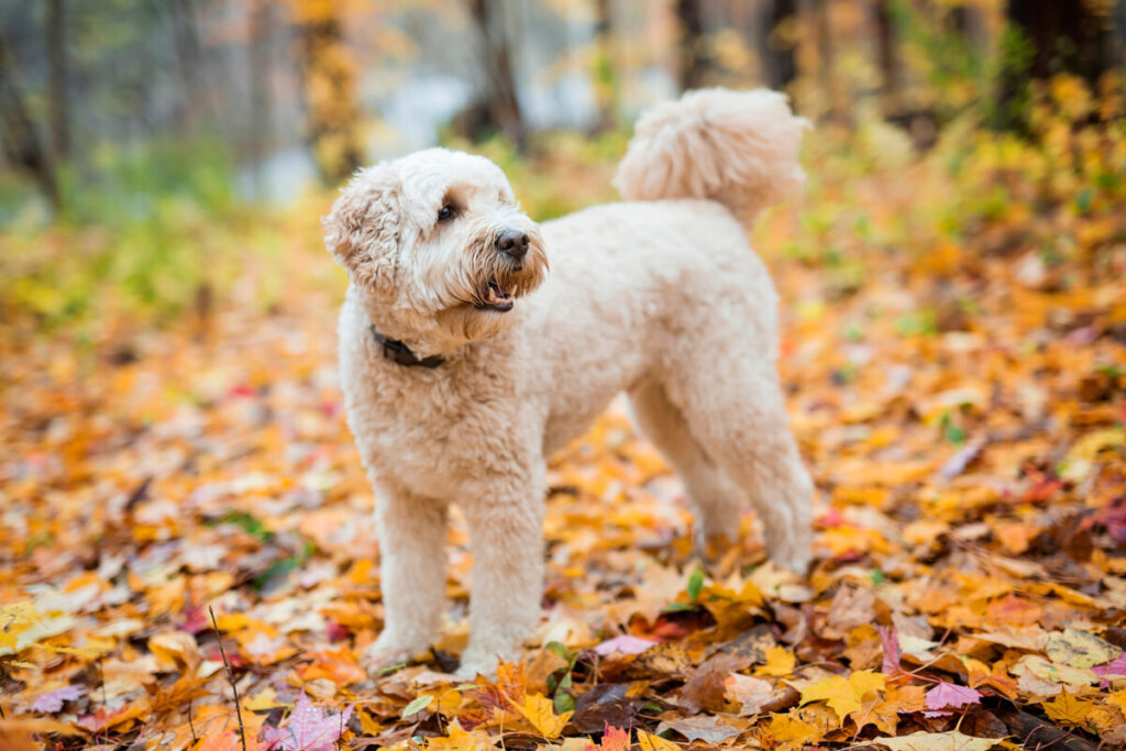 Do Goldendoodles Get Aggressive? 3