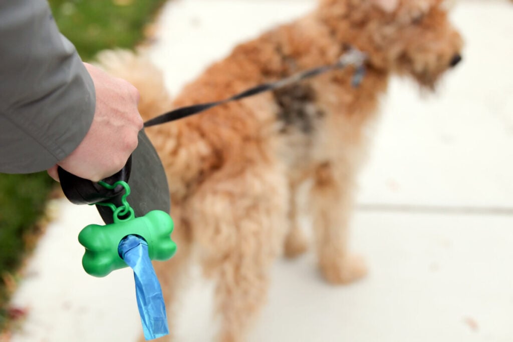 Do Goldendoodles Eat Their Poop