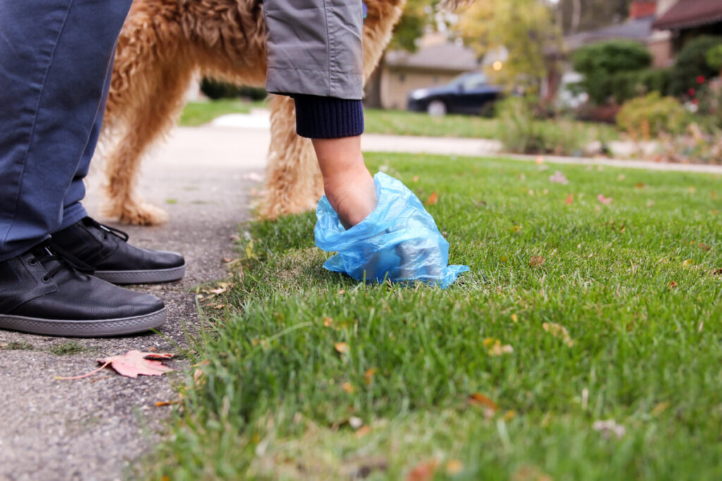 Do Goldendoodles Eat Their Poop? (Do This!)