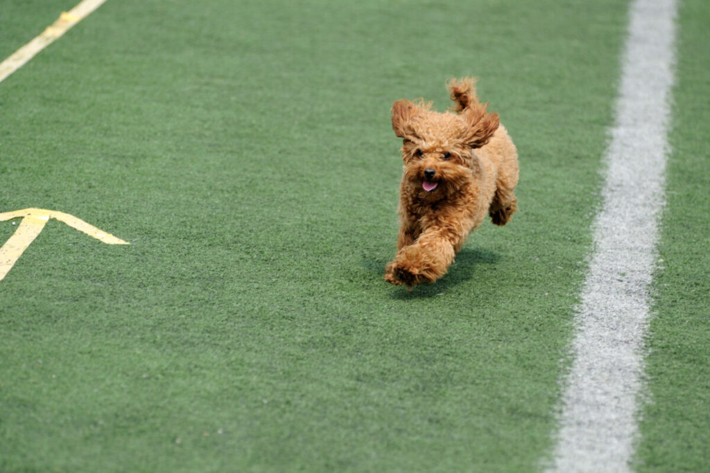 Do Goldendoodles Like To Run? 1