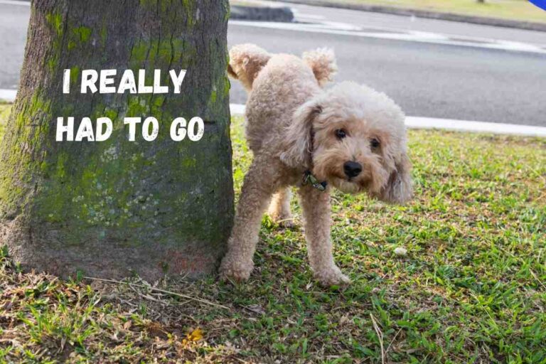 How Long Can A Mini Goldendoodle Hold Its Bladder? (Solved!)