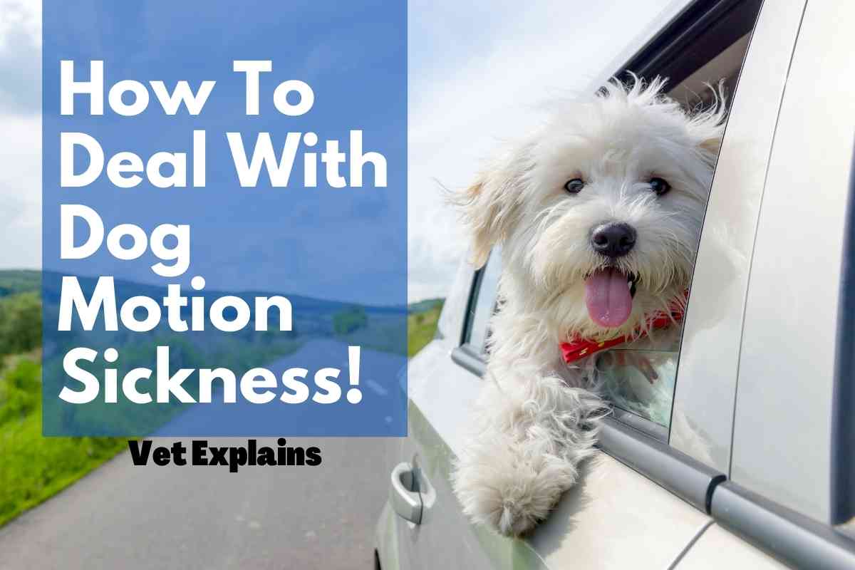 How To Tell If Your Dog Has Motion Sickness? (Vet Explains