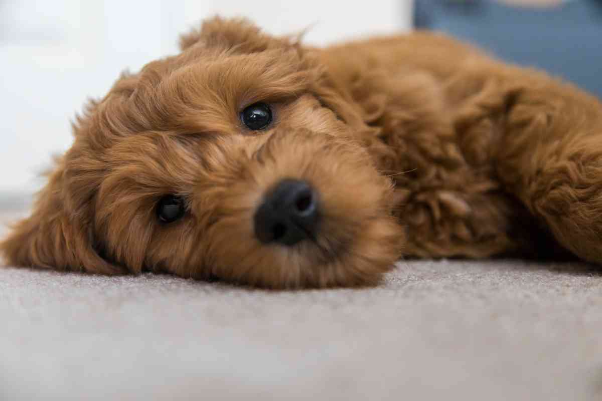 Why Does My Goldendoodle Have A Curly Tail? Goldendoodle Advice