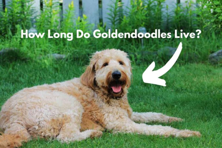 What Is The Lifespan Of A Goldendoodle? How Long Do They Live?