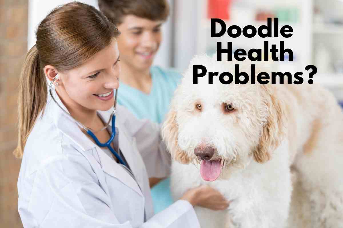 What Problems Do Mini Goldendoodles Have?