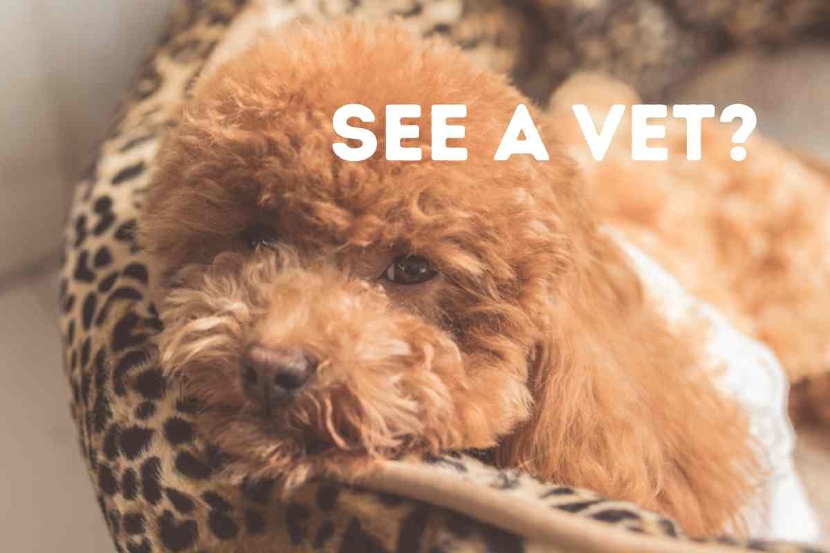 When Should You Be Concerned About Your Dog Throwing Up? (Vet's Answer!)